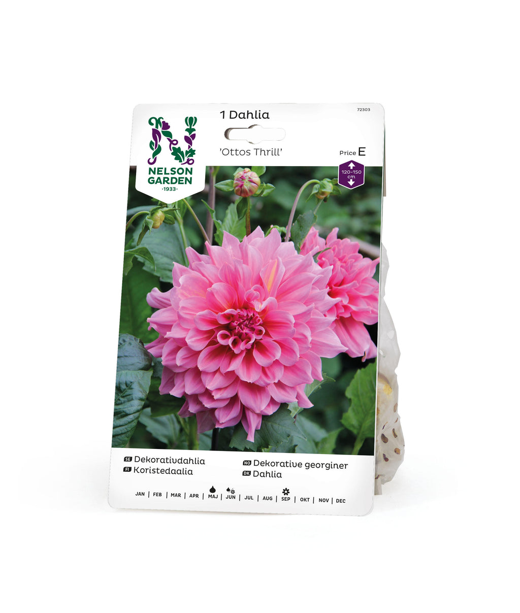 Dekorativdahlia