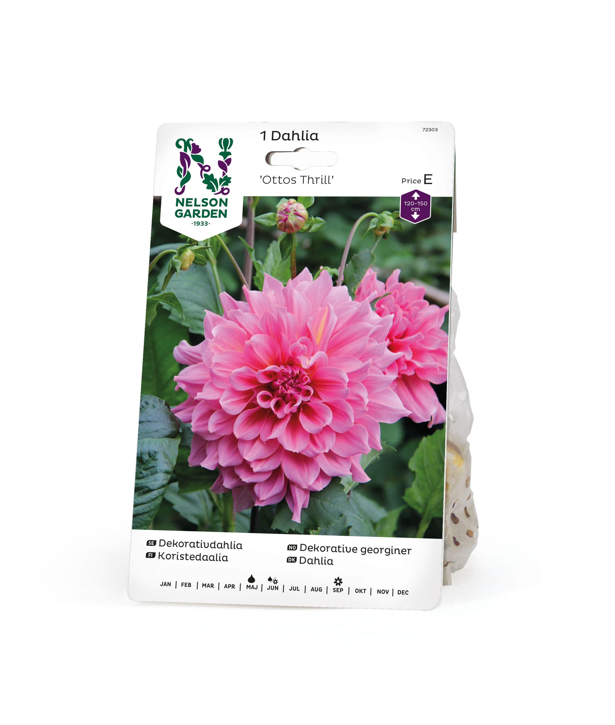 Dekorativdahlia