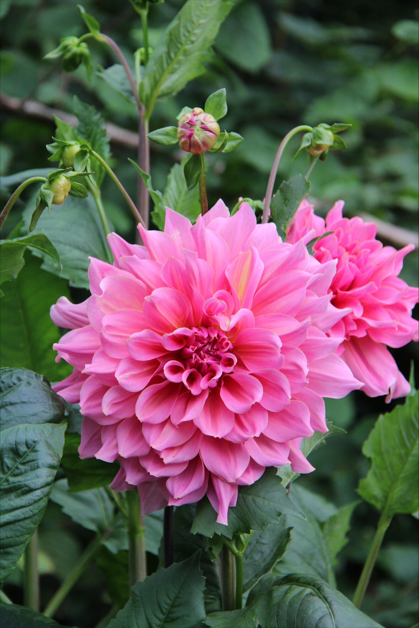 Dekorativdahlia