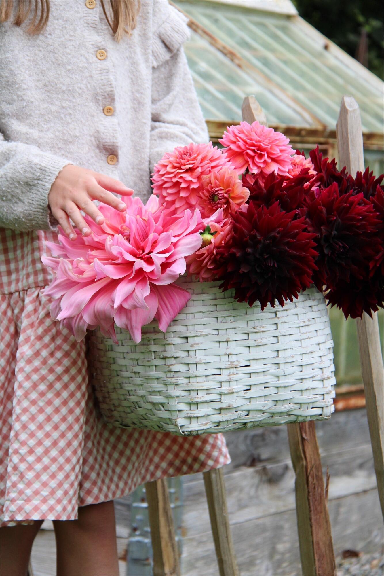 Dekorativdahlia