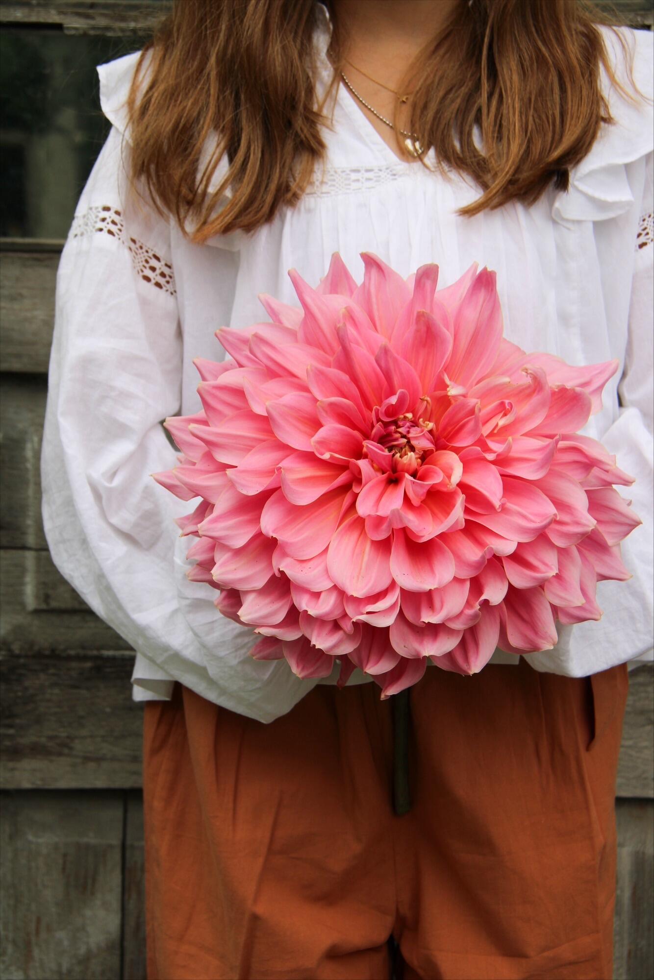 Dekorativdahlia