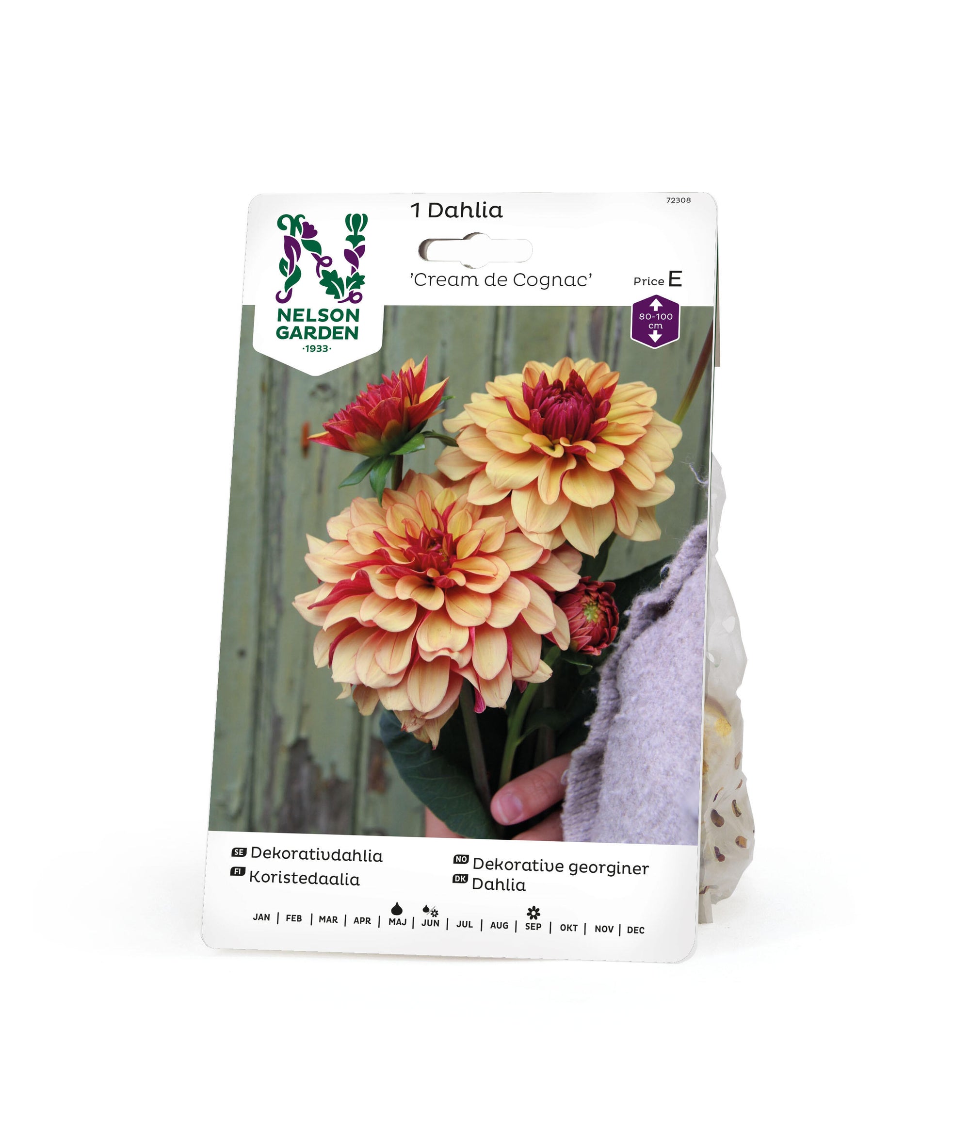 Dekorativdahlia