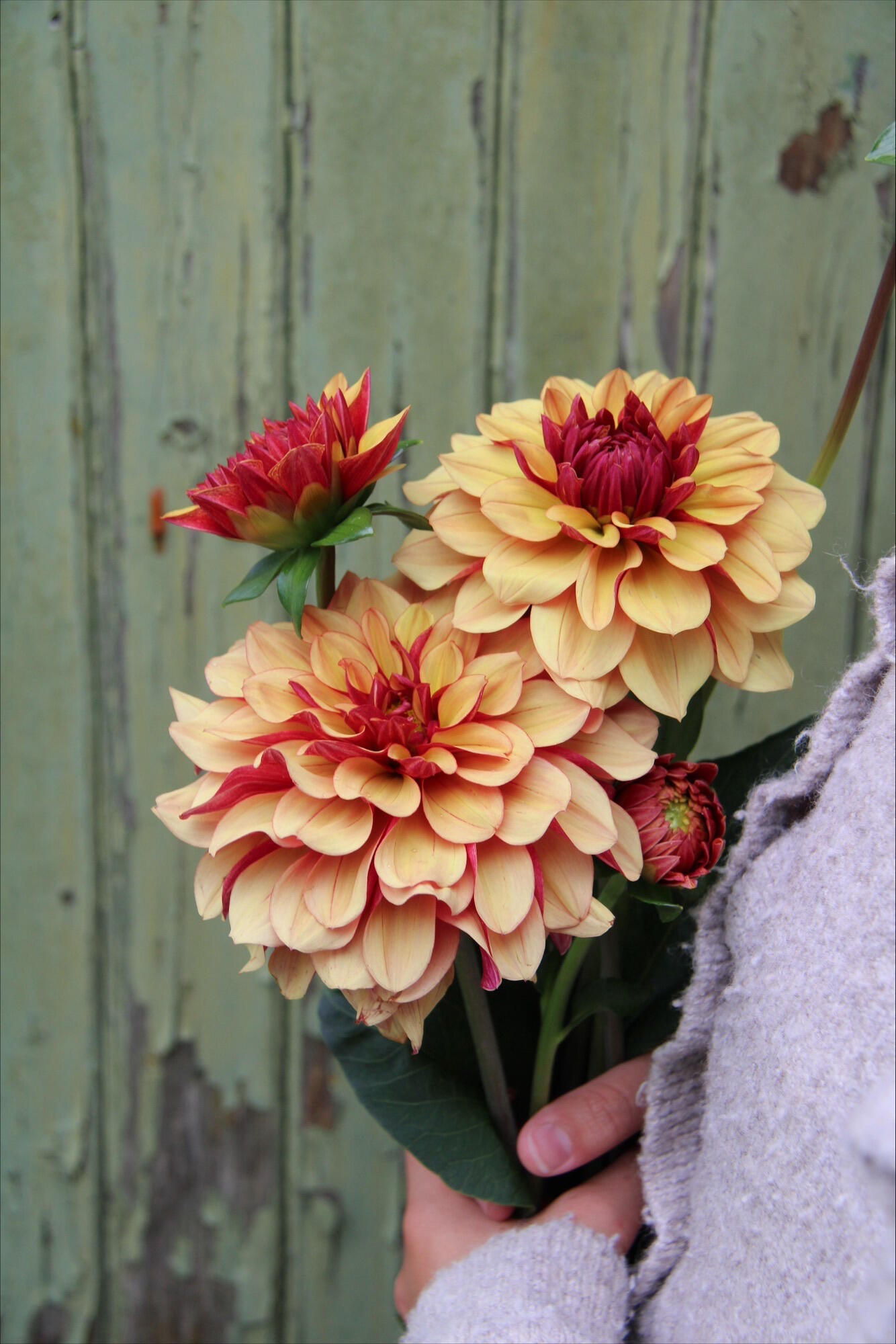 Dekorativdahlia