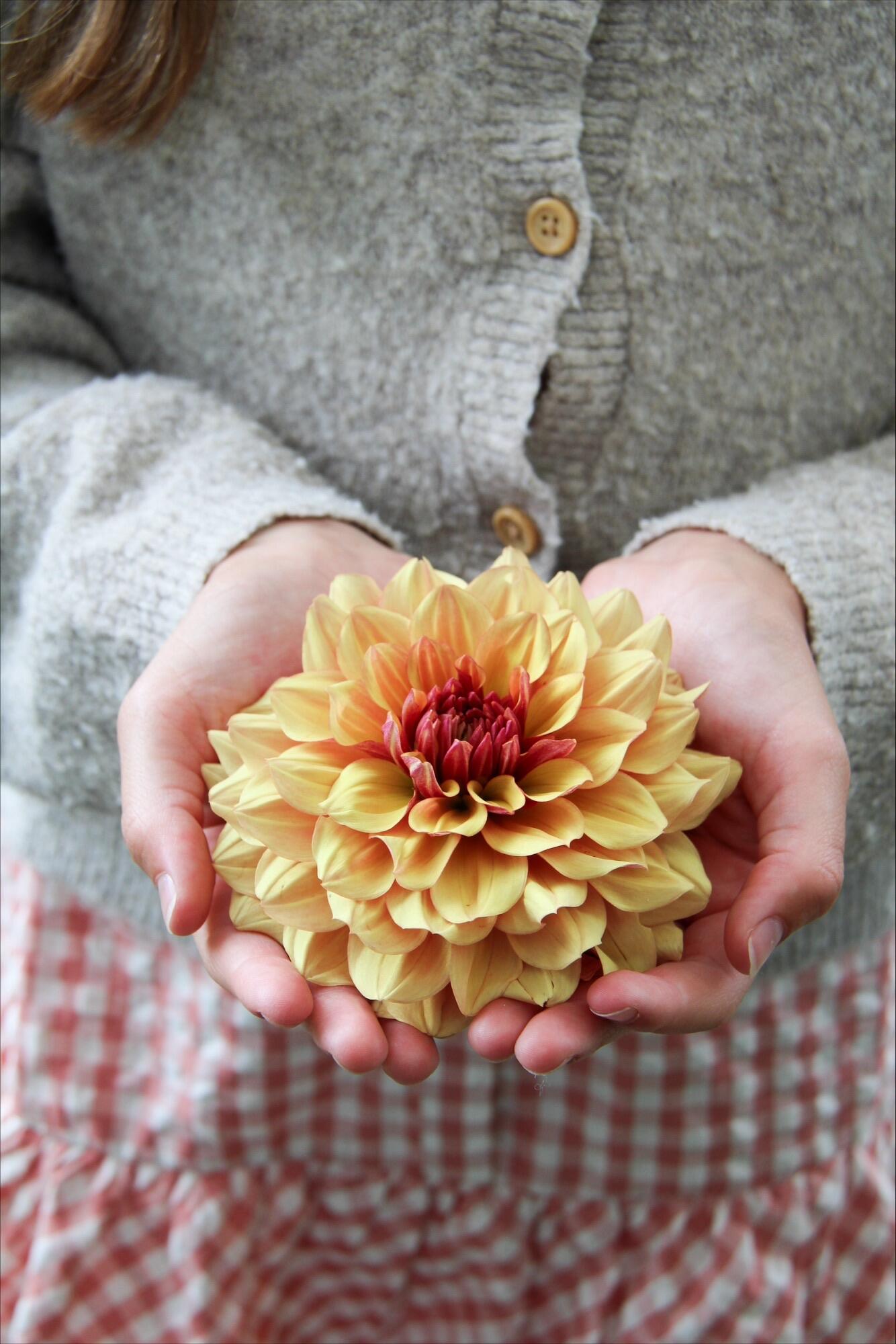 Dekorativdahlia