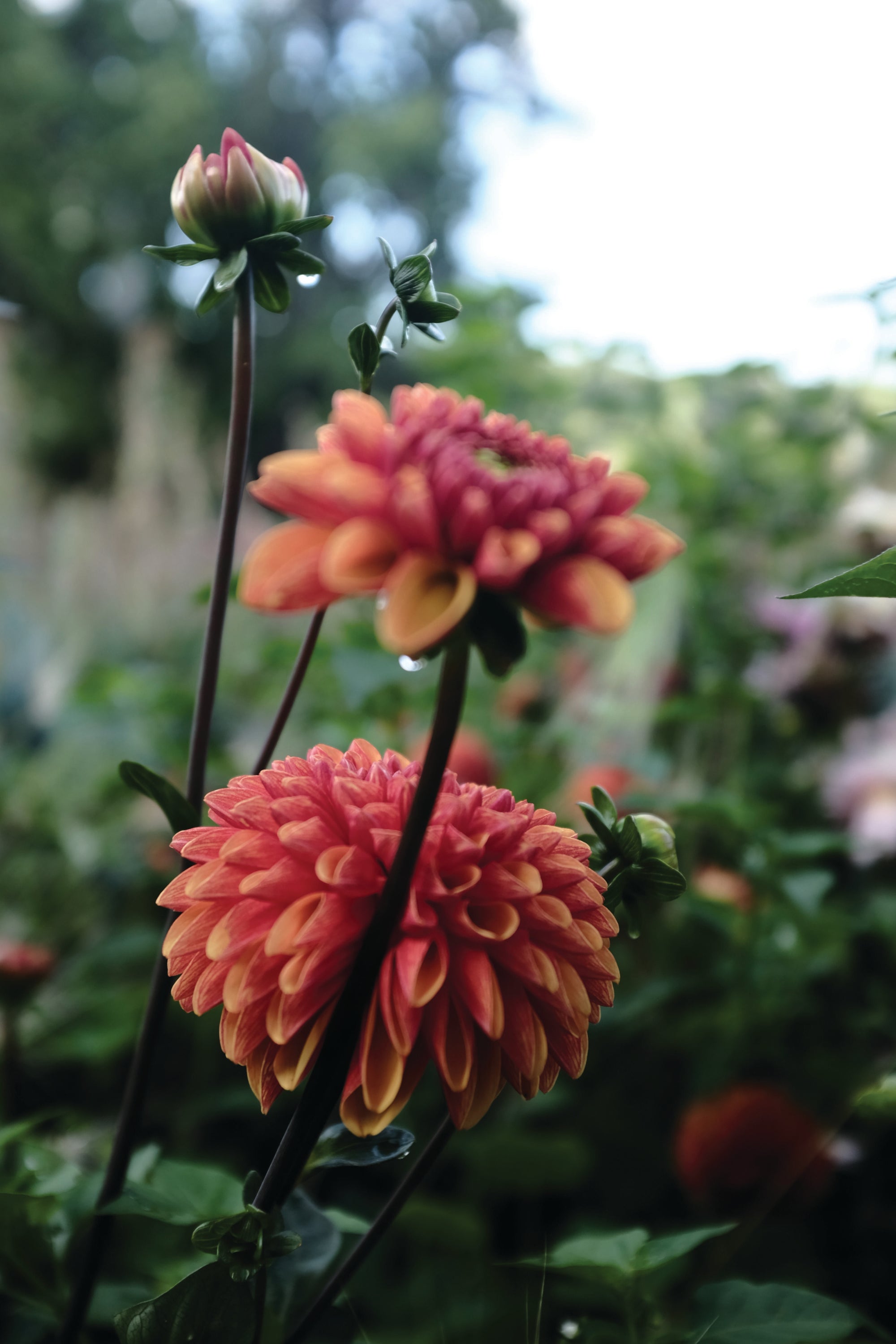 Dekorativdahlia