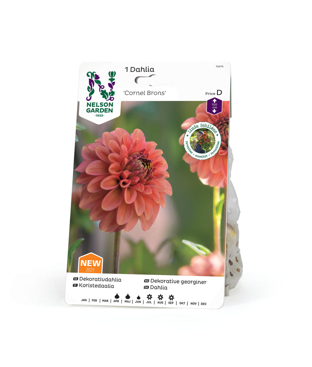 Dekorativdahlia
