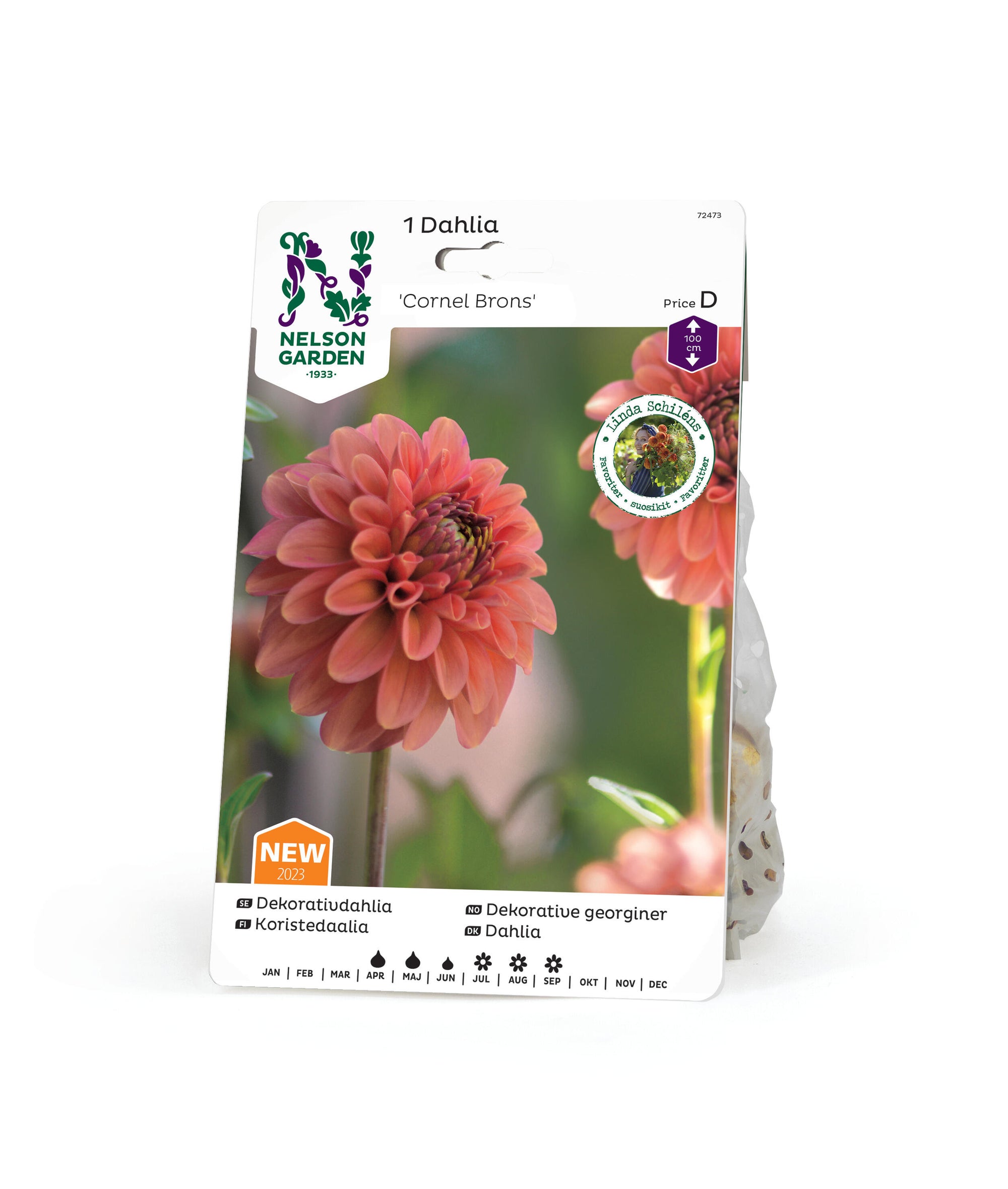 Dekorativdahlia