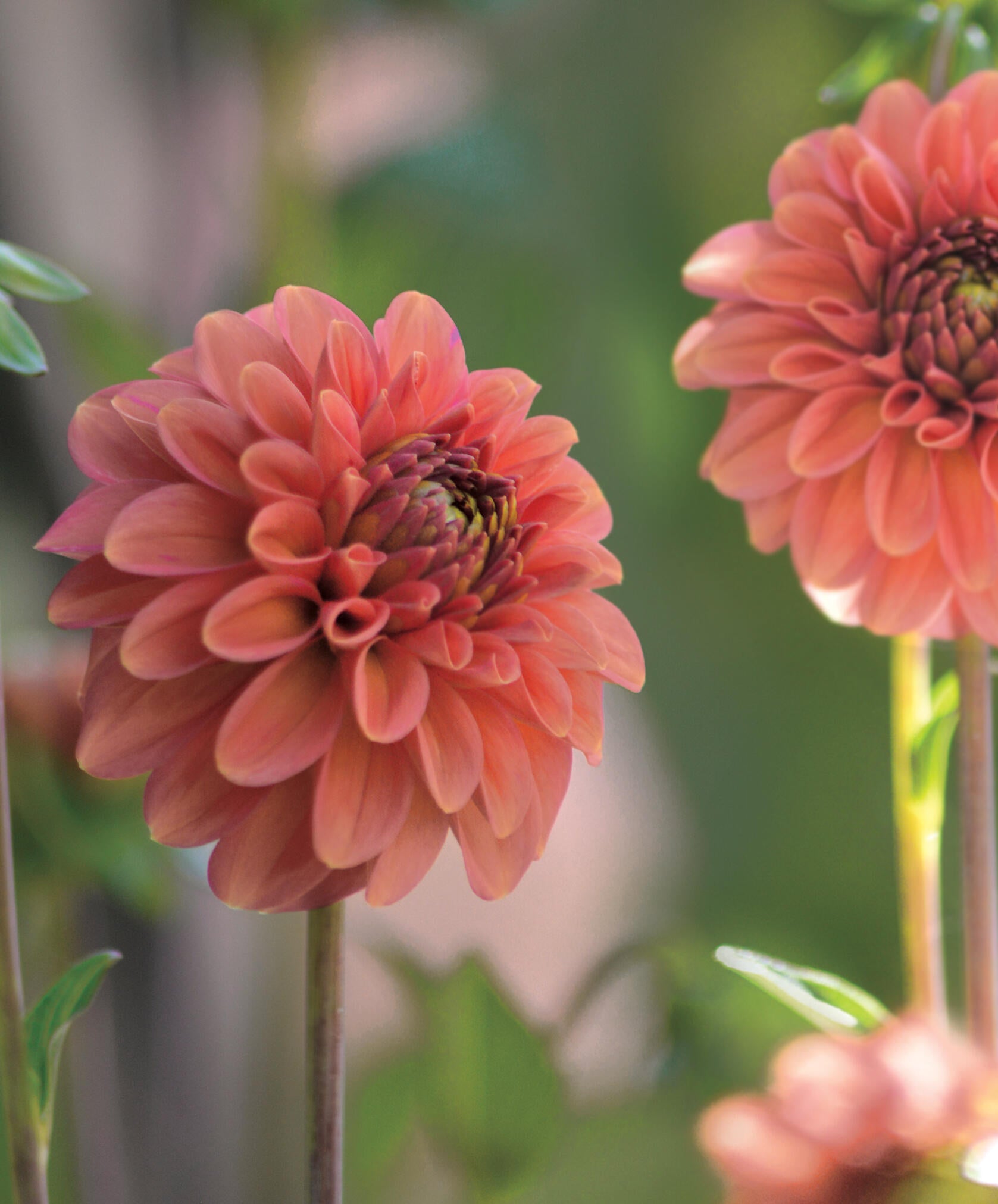 Dekorativdahlia