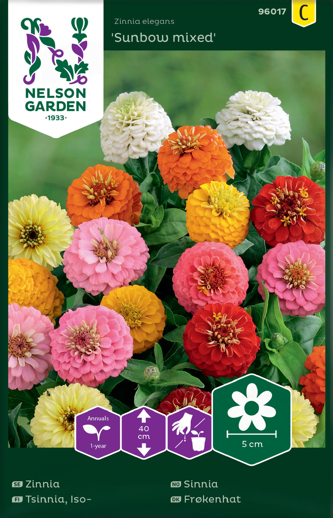 Zinnia