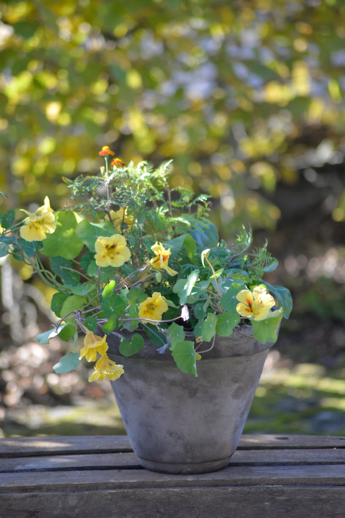 Kruka med ätbara blommor 3 in 1