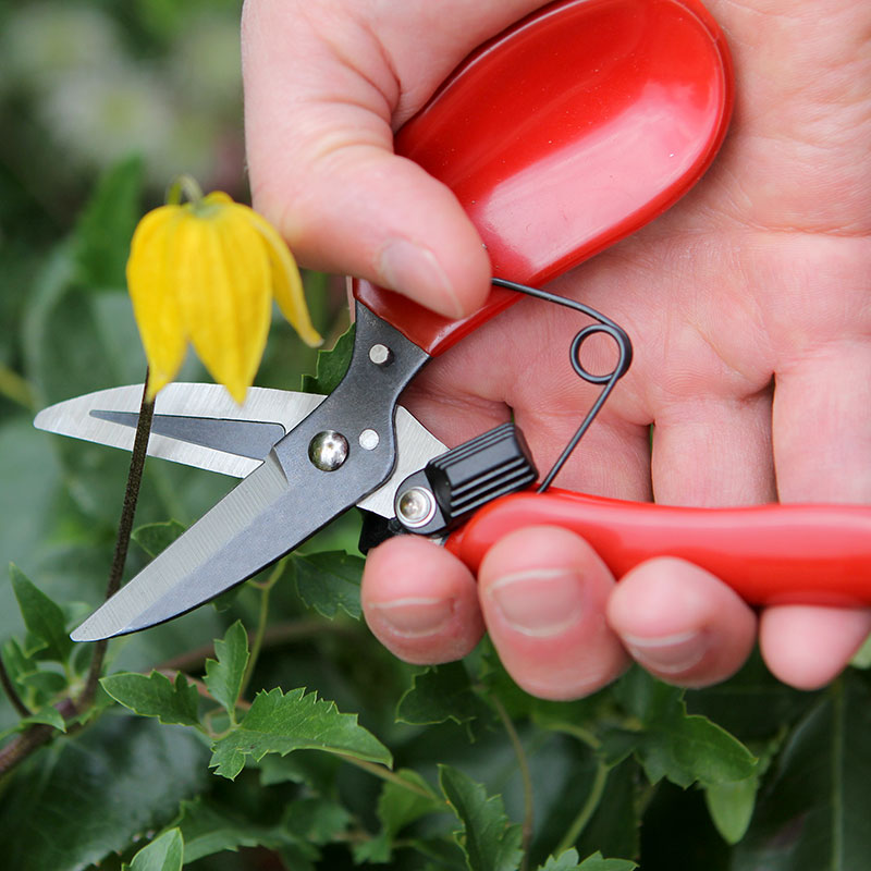 Blomstersax, Floral Shear