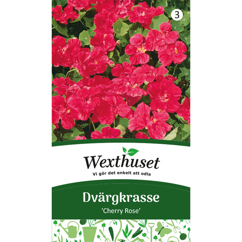 Dvärgkrasse 'Cherry Rose'