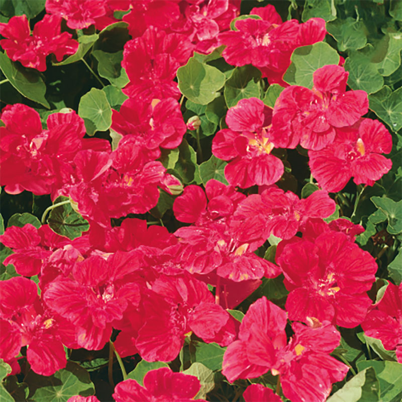 Dvärgkrasse 'Cherry Rose'