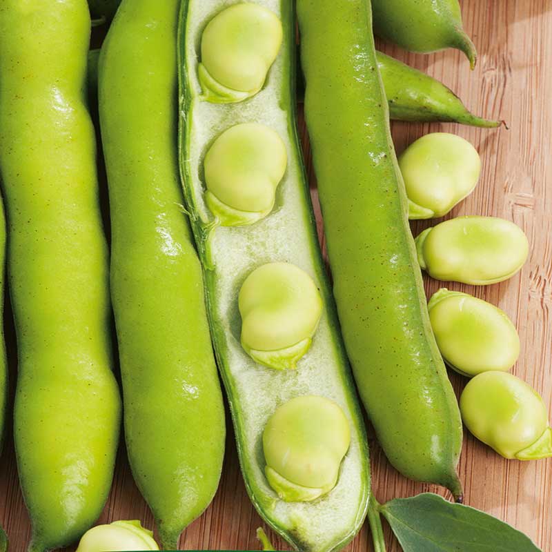Bondböna 'Aguadulce Supersimonia', ekologisk
