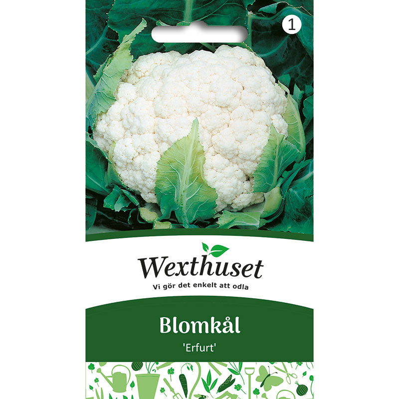 Blomkål 'Erfurt'