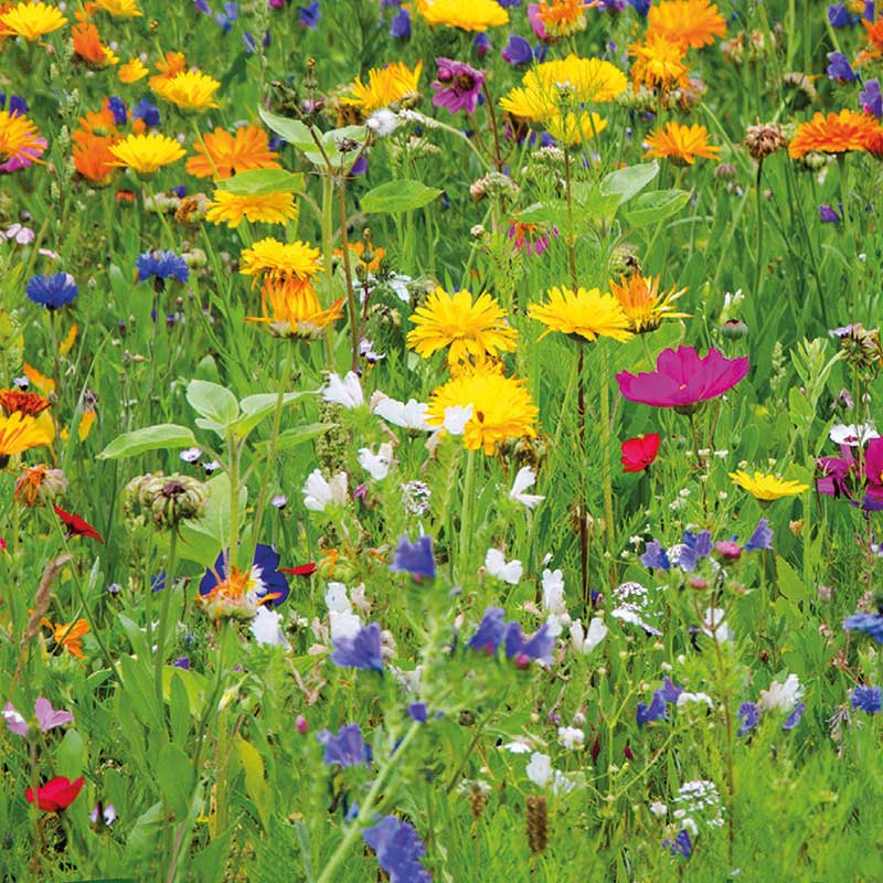 Blomstermix Sommarblommor, ekologisk