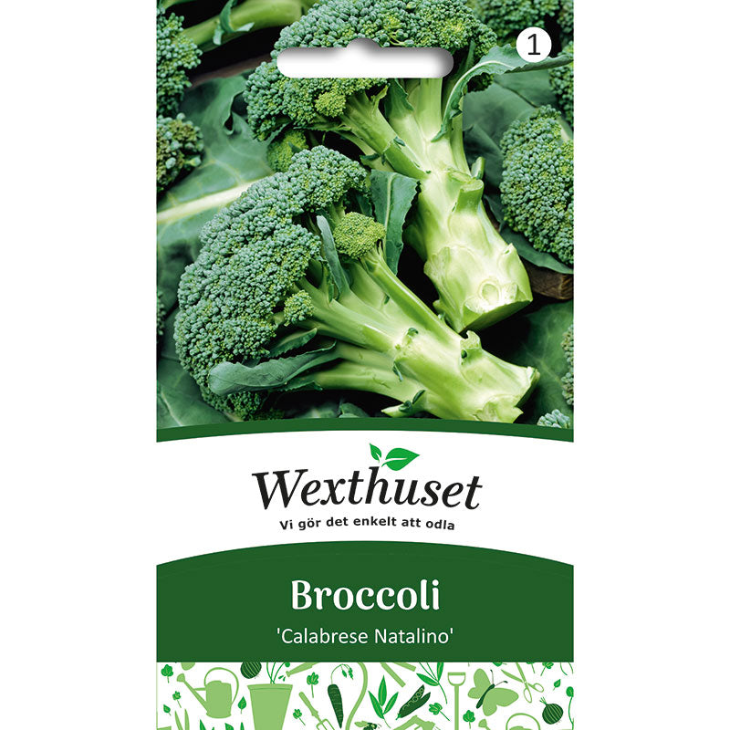 Broccoli 'Calabrese Natalino'