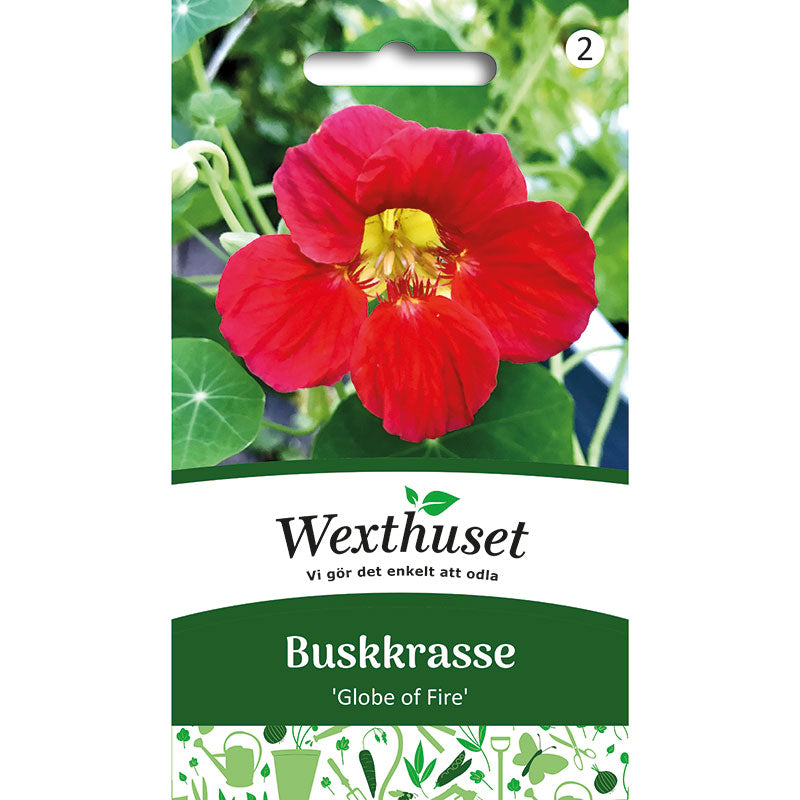 Buskkrasse 'Globe of Fire'