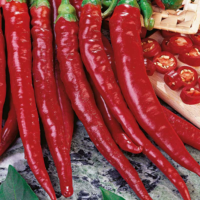 Chilipeppar 'Cayenne Long Slim', ekologisk