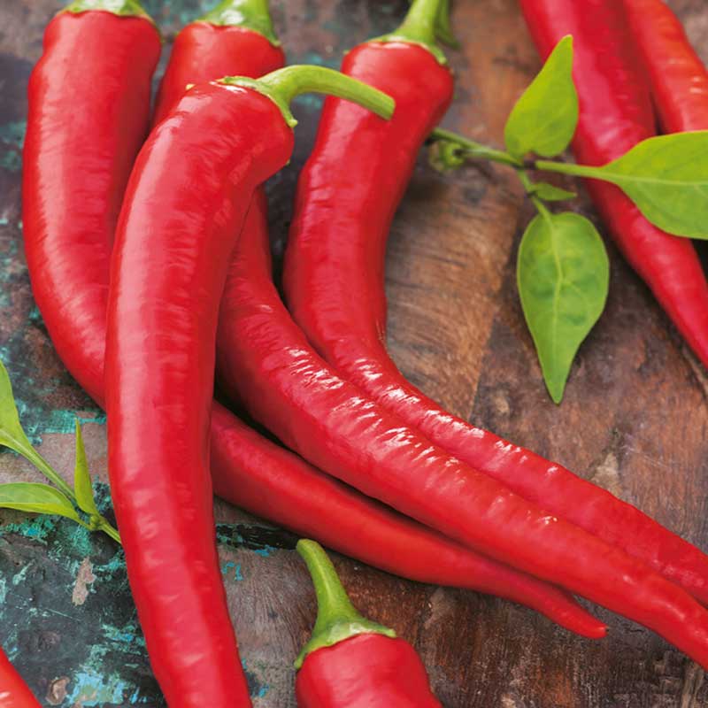 Chilipeppar 'Westlandse Lange Rode', ekologisk