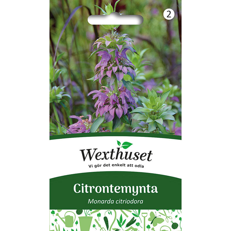 Citrontemynta