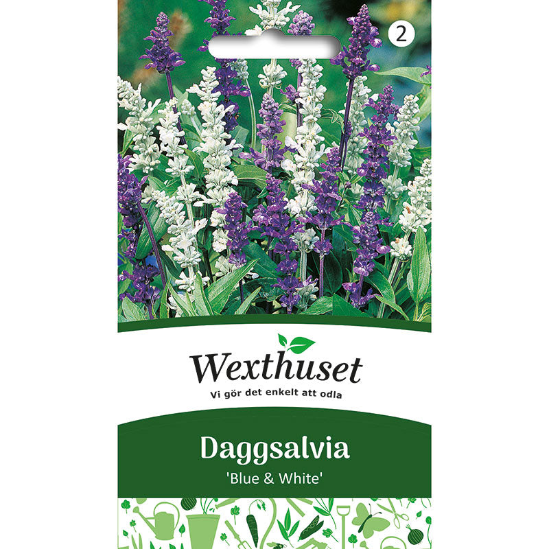 Daggsalvia 'Blue & White'