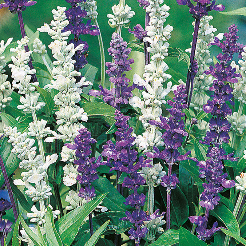 Daggsalvia 'Blue & White'