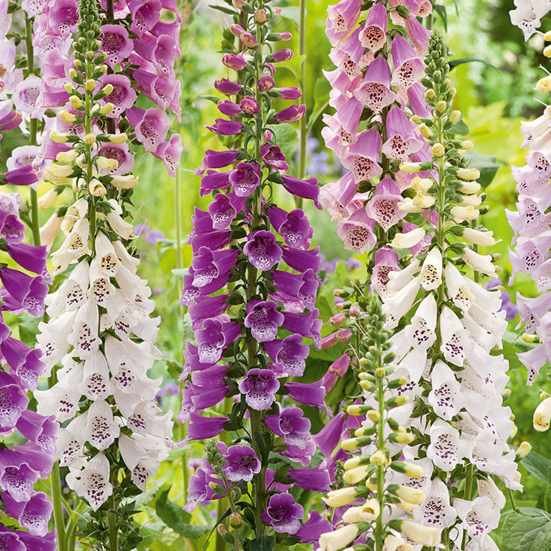 Fingerborgsblomma 'Foxy'