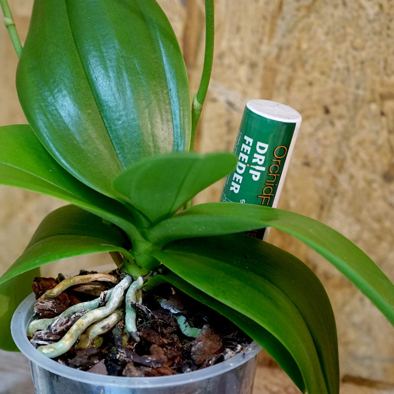Orkidenäring, Orchid Focus Drip Feeders, 10-pack