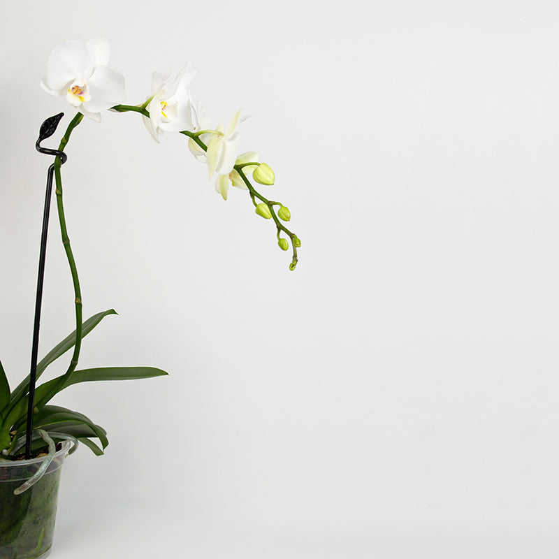 Orkidéstöd Leaf, svart 3-pack