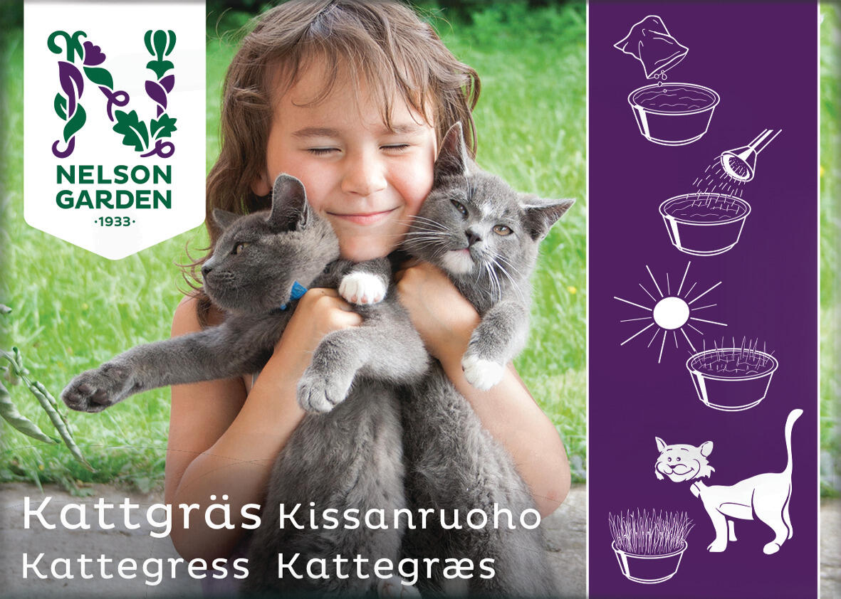 Kattgräs