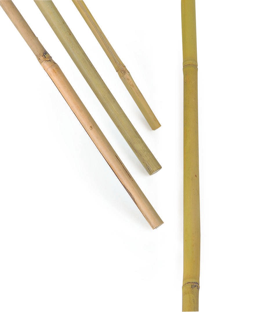 Bambukäpp